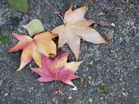 【風景写真】晩秋の風景 落ち葉,植物,季節の写真素材