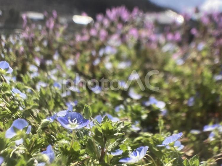 春の花　背景ぼかし オオイヌノフグリ,ホトゲノザ,春の写真素材