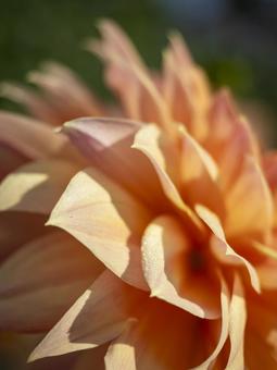 光にきらめくダリアの花びら 光にきらめくダリアの花びらの写真