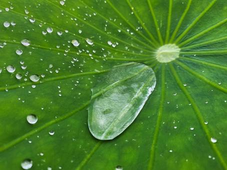 Lotus Leaf, JPG