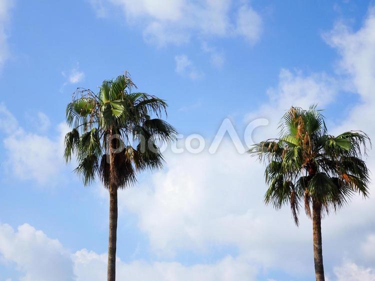 ヤシの木と空01 ヤシの木,フェニックス,空の写真素材