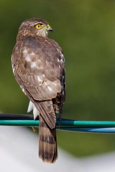電線で周りを見るツミの幼鳥 ツミ,雀鷹,幼鳥の写真素材