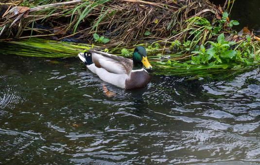 水面を泳ぐオスのマガモ 野鳥,鳥,池の写真素材
