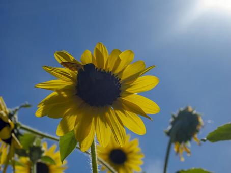 太陽と夏の向日葵 太陽と夏の向日葵 夏のヒマワリ,太陽,真夏の写真素材