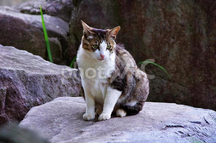 猫　5月のキジシロ ネコ,猫,キャットの写真素材