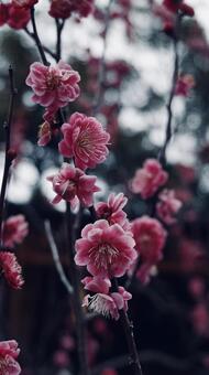 梅 可憐,美しい,エレガントの写真素材