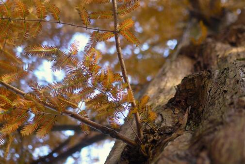 曙杉の葉 曙杉,メタセコイヤ,落葉針葉樹の写真素材