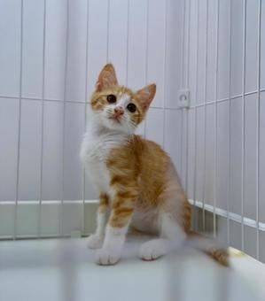 ケージの中の茶白子猫 ケージの中の茶白子猫 子猫,茶白,可愛いの写真素材