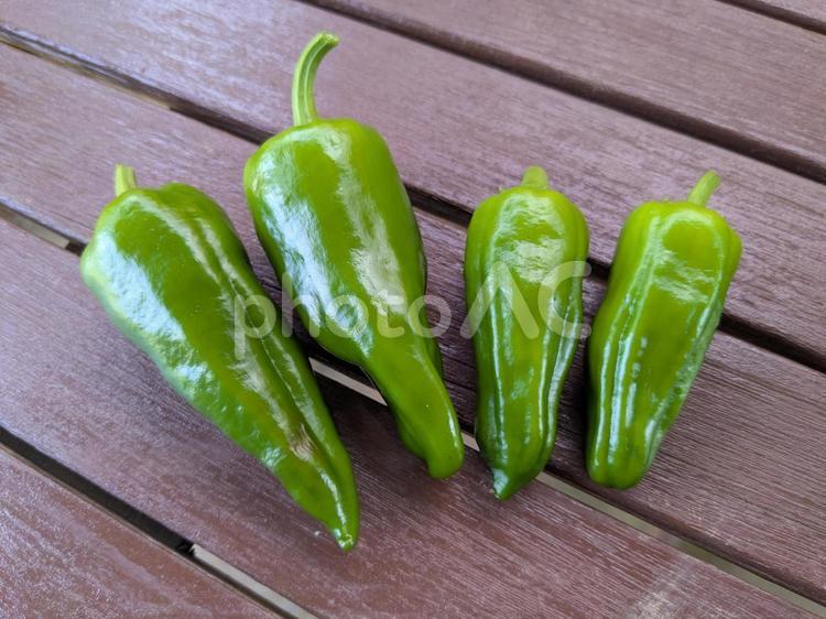 甘長とうがらし 甘長とうがらし,ピーマン,野菜の写真素材