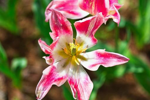 星形のチューリップ 星形のチューリップ 花,植物,花びらの写真素材
