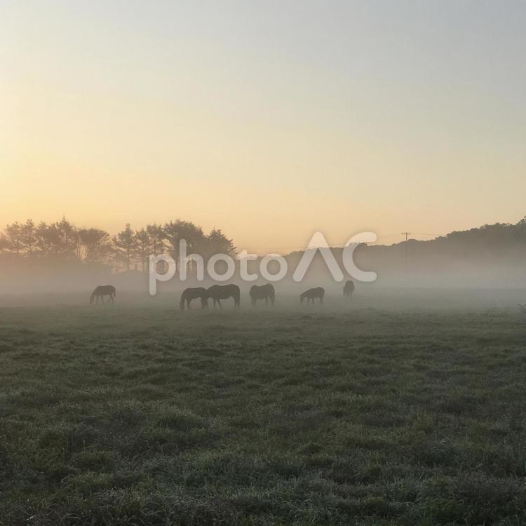 朝靄の中の馬たち 風景と馬,馬,放牧の写真素材