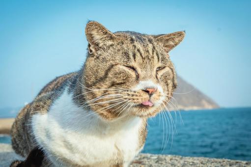 たそがれるネコ たそがれるネコ ねこ,猫,ネコの写真素材