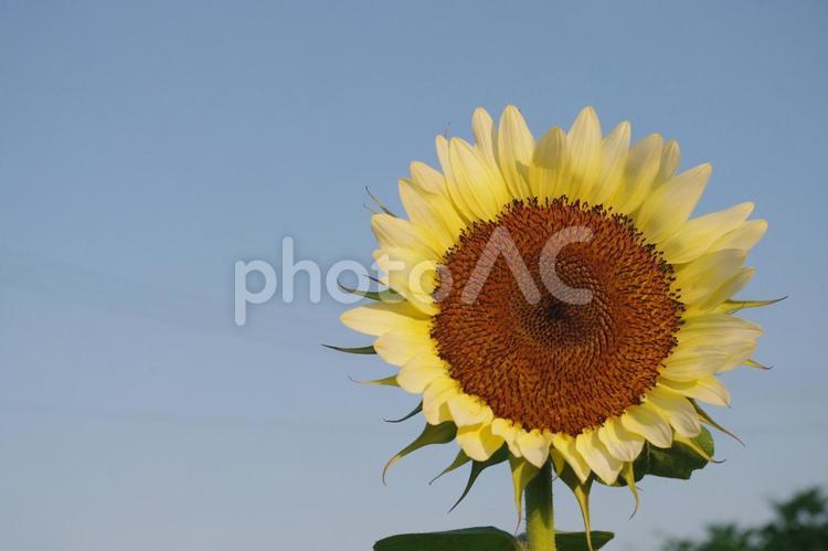 ヒマワリ ひまわり,夏,空の写真素材