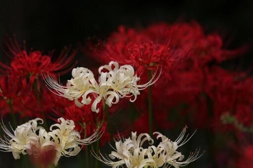 曼珠沙華 Part2 曼珠沙華 Part2の写真