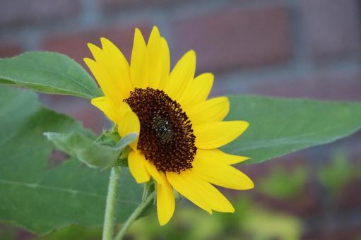 黄色い花びらのひまわりの花 黄色い,花びら,ひまわりの写真素材