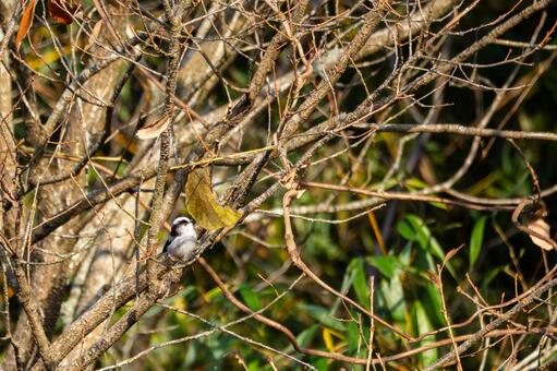 エナガ(32) 鳥,エナガ,小鳥の写真素材