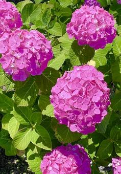 紫陽花 紫陽花の写真