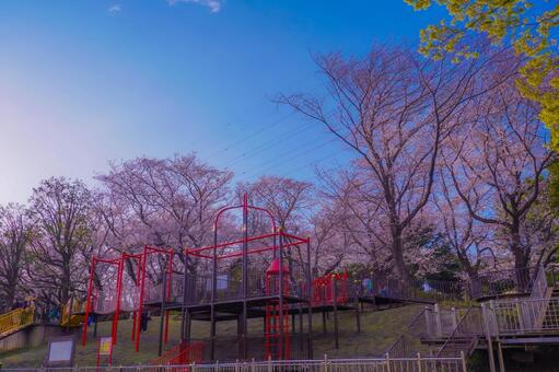 遊具と桜咲く岸根公園 桜,ソメイヨシノ,満開の写真素材