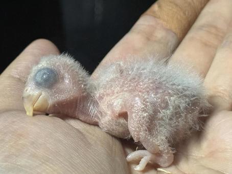コザクラインコの雛 コザクラインコの雛の写真