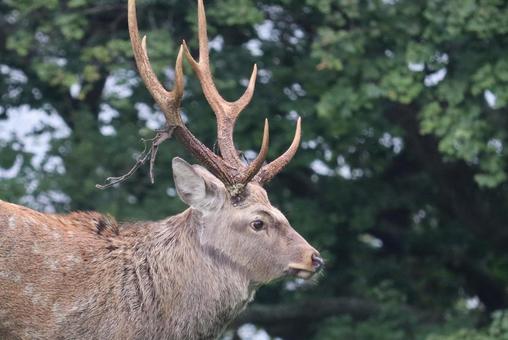 エゾシカ エゾシカ 哺乳類,北海道,野生動物の写真素材