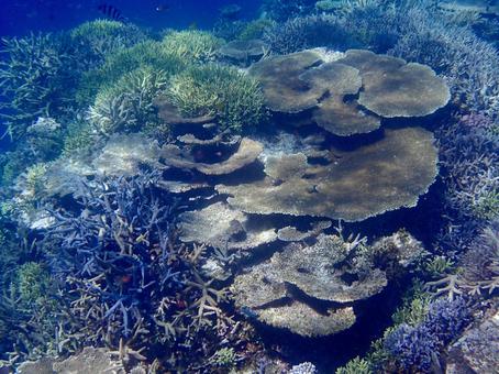 宮古島の海(八重干瀬) 宮古島の海(八重干瀬)の写真