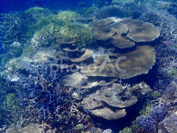 宮古島の海（八重干瀬） シュノーケリング,ダイビング,海の写真素材