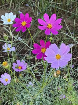 コスモス コスモス,ピンク,ホワイトの写真素材