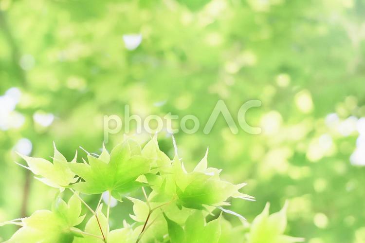パステルグリーンの自然モミジフレーム　植物 モミジ,パステルグリーン,パステルカラーの写真素材