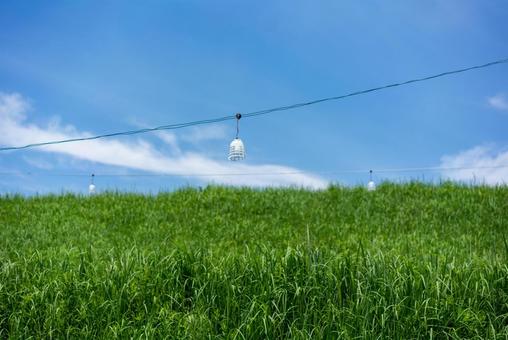 夏の草原と吊り下げランプ 青空,空,雲の写真素材