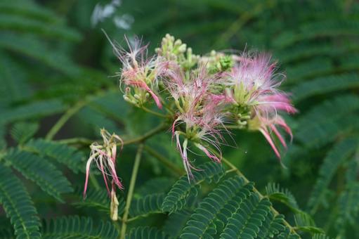 Silk flowers blooming in the garden, JPG