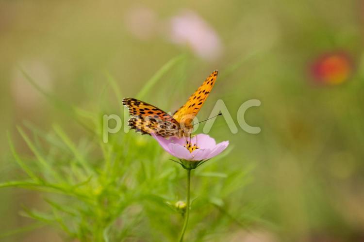 蝶と秋桜 蝶,秋桜,コスモスの写真素材