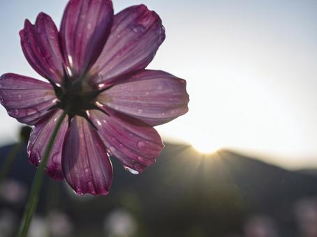 夜明けに光るコスモスの雫 コスモス,夜明け,朝日の写真素材