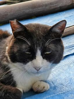 ブルーシートの屋根の上でまったりする猫ね ブルーシートの屋根の上でまったりする猫ね 猫,ネコ,地域猫の写真素材