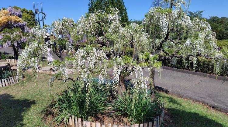 藤棚のある公園#10 藤,藤の花,藤棚の写真素材