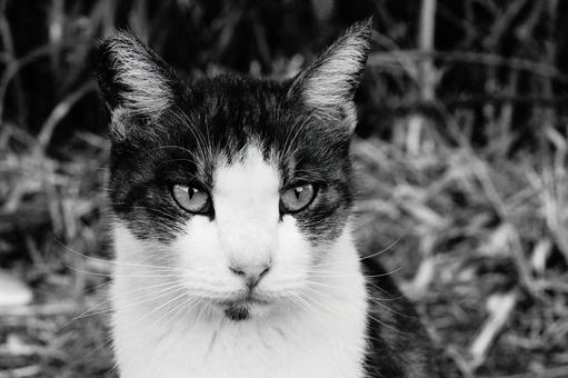 ねこの顔 ねこ,顔,動物の写真素材