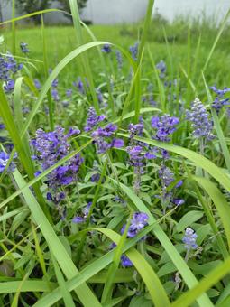ラベンダー 植物,花,flowerの写真素材