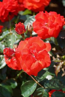 Photo, hyōgo prefecture, aramaki rose park, early summer, 