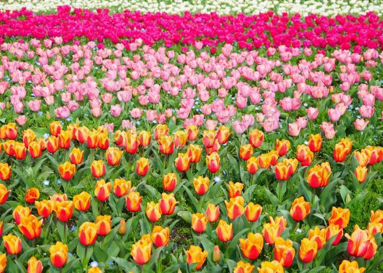 春のお花畑（カラフルなチューリップ） チューリップ,春,花の写真素材