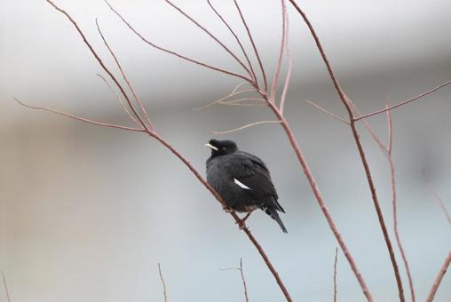 ハッカチョウ ハッカチョウ,野鳥,生き物の写真素材