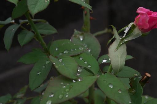 雨だれ雫の残ったバラの葉 雨だれ雫の残ったバラの葉の写真
