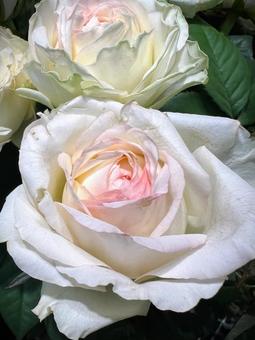 やさしいバラ やさしいバラ バラ,花,アップの写真素材