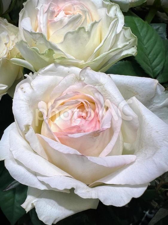 やさしいバラ やさしいバラ バラ,花,アップの写真素材