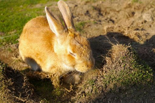 広島県大久野島の穴を掘るウサギ5 うさぎ,穴,掘るの写真素材