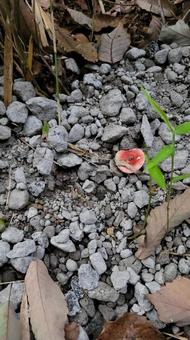 キノコ キノコ キノコ,植生,林の写真素材