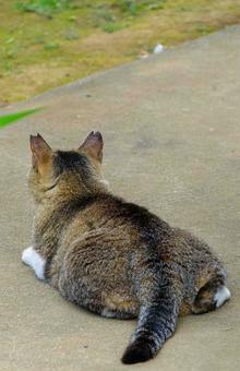 猫の後ろ姿 猫の後ろ姿の写真