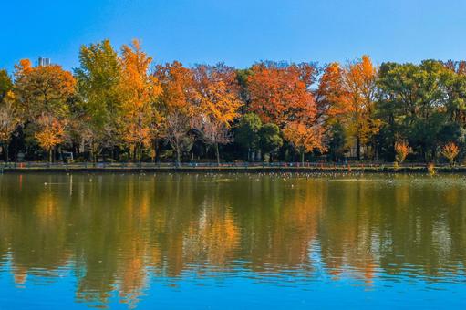 紅葉リフレクション 紅葉,秋色,秋の写真素材