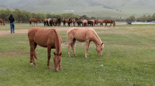 草原で草をはむモンゴルの馬 草原で草をはむモンゴルの馬 モンゴル,馬,放牧の写真素材