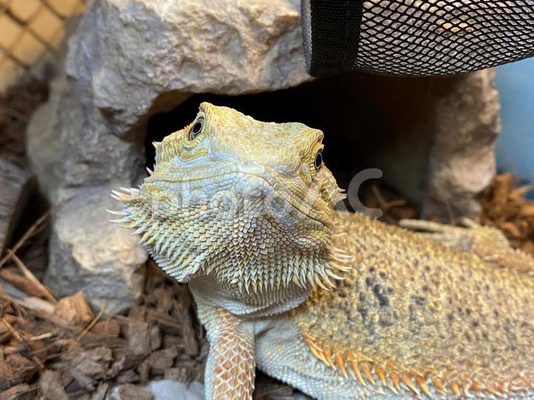 フトアゴヒゲトカゲ フトアゴヒゲトカゲ,爬虫類,ペットの写真素材