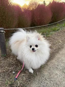 白ポメラニアン7 白ポメラニアン7 ポメラニアン,犬,ポメの写真素材