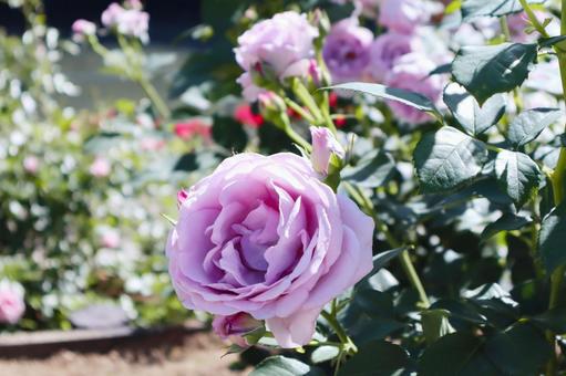 バラの花 バラの花の写真